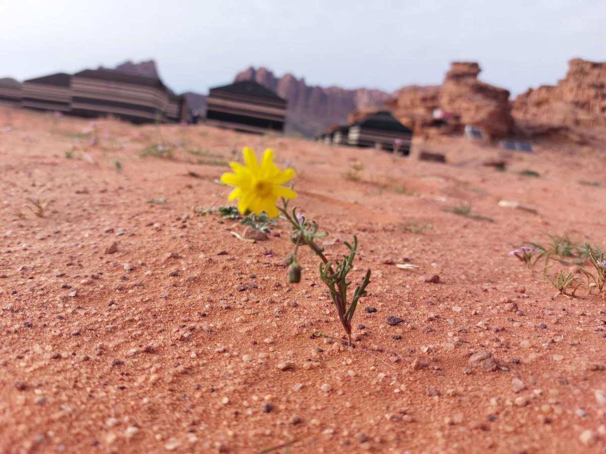 ホテル Bedouin Future Camp ワディ ・ラム エクステリア 写真
