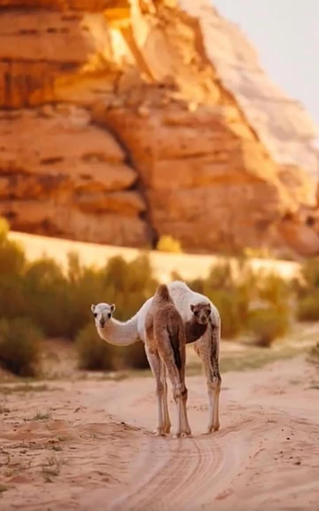 ホテル Bedouin Future Camp ワディ ・ラム エクステリア 写真